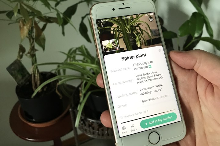Das Vertrauen auf mobile Apps zur Pflanzenidentifizierung kann Sie das Leben kosten