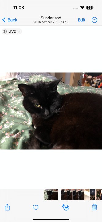 Ein Foto einer schwarzen Katze, die auf einem Bett saß.
