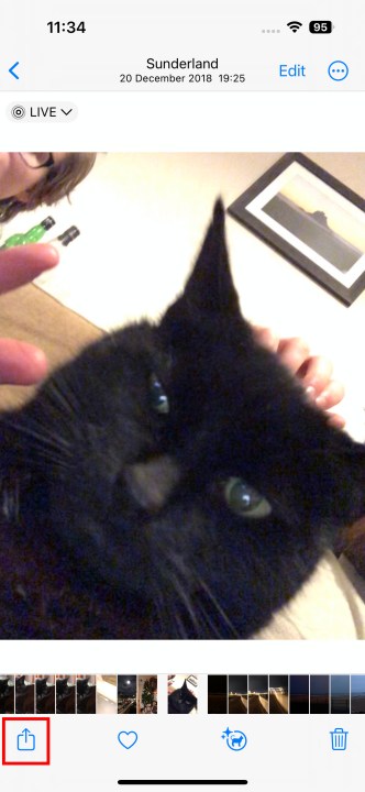 Ein Bild einer schwarzen Katze mit einem unglücklichen Gesichtsausdruck.